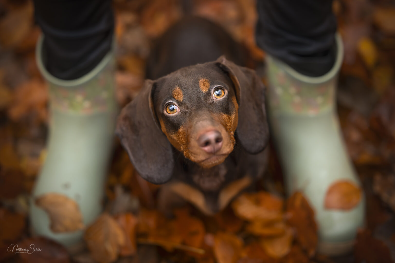 Josie 1 web